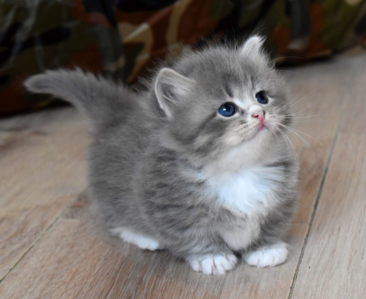 Chat Munchkin A Donner