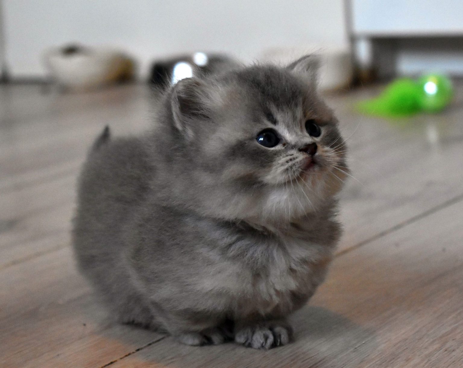 Munchkin Kittens Beschikbaar L Envol Munchkin Munchkin Kittens Beschikbaar L Envol Munchkin
